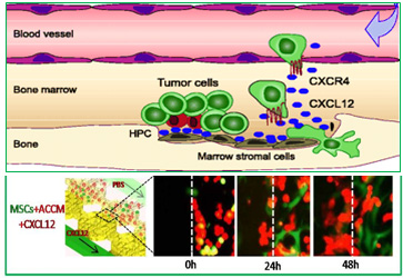 Role of Mesenchymal Stem Cells in Tumor Microenvironment