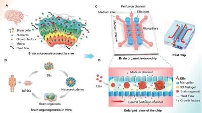 Engineering stem cell-derived 3D brain organoids in a perfusable organ-on-a-chip system