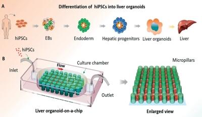 In situ differentiation and generation of functional liver organoids from human iPSCs in a 3D perfusable chip system